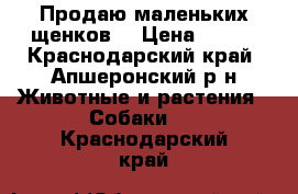 Продаю маленьких щенков. › Цена ­ 100 - Краснодарский край, Апшеронский р-н Животные и растения » Собаки   . Краснодарский край